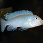 freshwater fish - pseudotropheus socolofi - powder blue cichlid stocking in 50 gallons tank - Pseudotropheus socolofi in action...