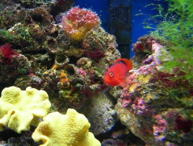 saltwater fish - neocirrhitus armatus - flame hawkfish stocking in 46 gallons tank - flame hawk