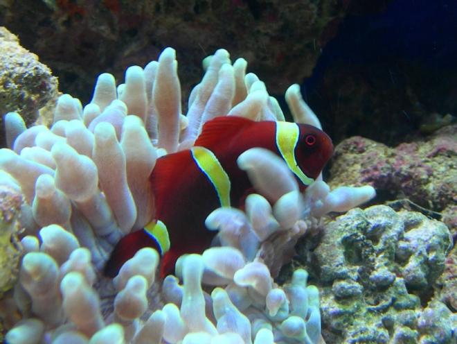 saltwater fish - premnas biaculeatus - yellowstripe maroon clownfish stocking in 46 gallons tank - clown and his home