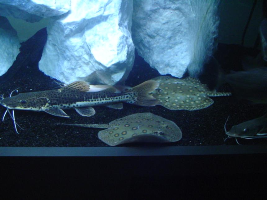 Rated #32: Freshwater Fish - Phractocephalus Hemioliopterus - Redtail Cat Stocking In 75 Gallons Tank - My redtail/TSH hybrid, 2 motoro rays.