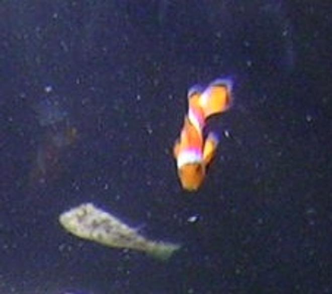 saltwater fish - amphiprion percula - true percula clownfish stocking in 55 gallons tank - the clown and the puffer