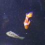 saltwater fish - amphiprion percula - true percula clownfish stocking in 55 gallons tank - the clown and the puffer