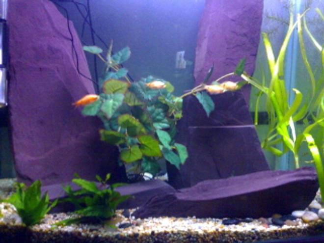 45 gallons freshwater fish tank (mostly fish and non-living decorations) - Jewel tank with large pieces of slate to emphasis the height of the tank.
Wanting to add some more fish very soon!