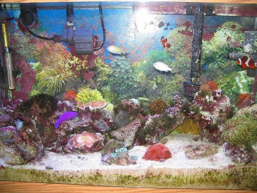 Rated #147: 30 Gallons Reef Tank - 30 Gallon reef tank
All coral less than one year old
Most grown from frags except Brain