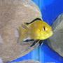 freshwater fish - labidochromis caeruleus - electric yellow cichlid stocking in 38 gallons tank - labitachromis