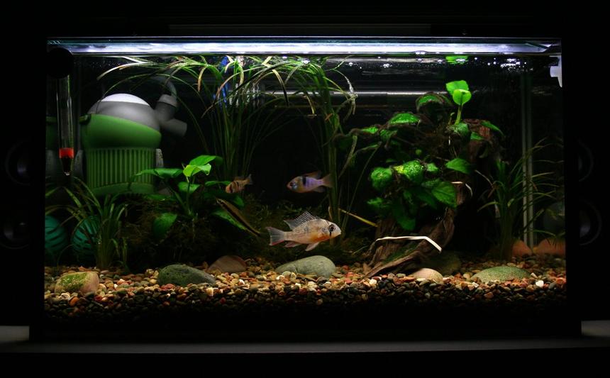 Rated #186: 5 Gallons Freshwater Fish Tank - tank 3