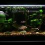 5 gallons freshwater fish tank (mostly fish and non-living decorations) - tank 3
