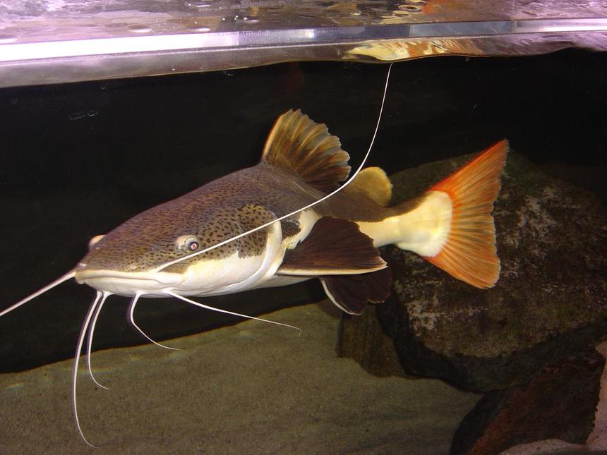 Rated #15: Freshwater Fish - Arius Jordani - Columbian Shark Stocking In 180 Gallons Tank - 30" RTC