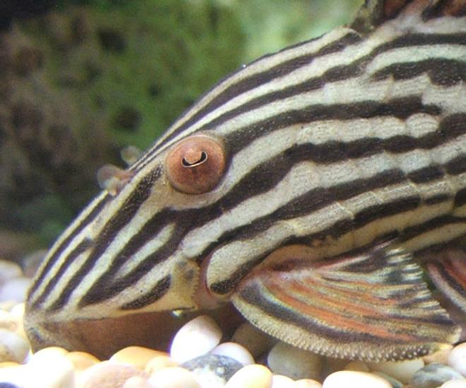 freshwater fish - panaque nigrolineatus - gold royal pleco (l-027) - Royal Plecostomus, lives in a 400L Juwel tank with 10 other plecs, a psuedodoras niger, 2 angels, 5 cories and some plants and stuff