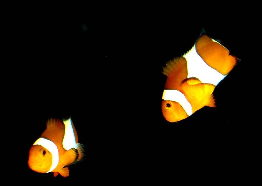 Rated #29: Saltwater Fish - Amphiprion Percula - True Percula Clownfish Stocking In 80 Gallons Tank - My Clown Fish