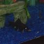 freshwater fish - labeo chrysophekadion - black shark stocking in 29 gallons tank - 3.5" Black Shark Keep on dark soil and they will be jet black.