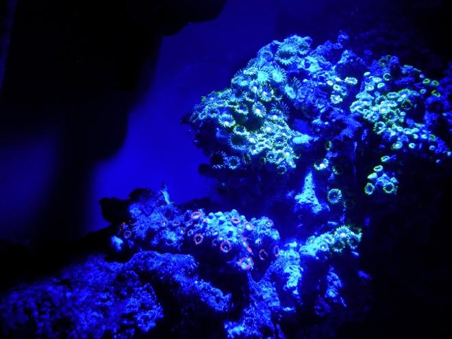 corals inverts - zoanthus sp. - green polyps stocking in 46 gallons tank - Green zoo's in the moonlight