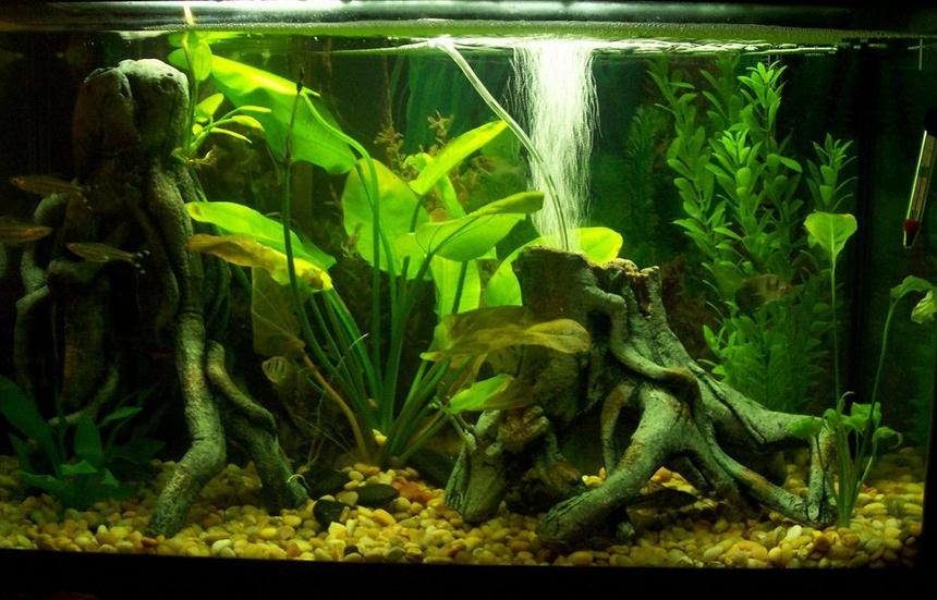 Rated #66: 30 Gallons Planted Tank - this is my thirty G.  tank re-done in my new place.