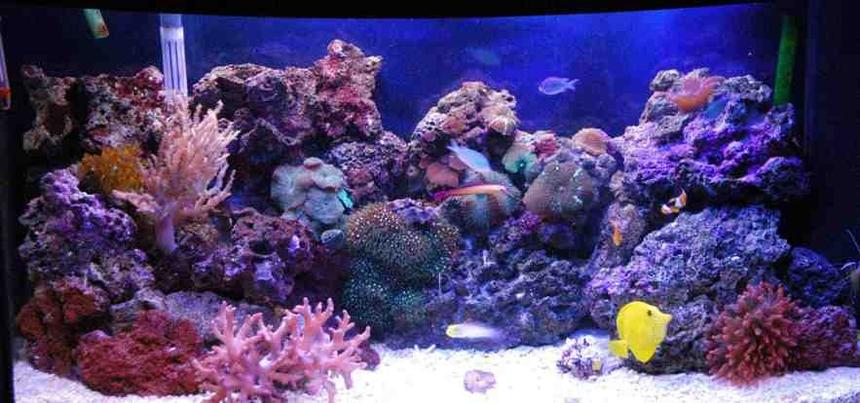 Rated #38: 55 Gallons Reef Tank - 40 gallon Reef Tank