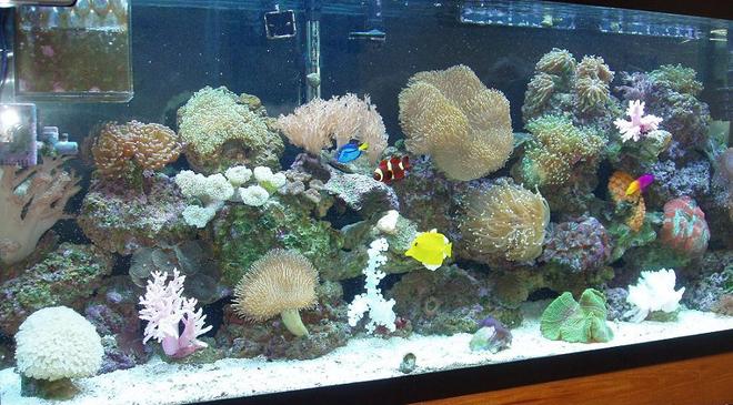 55 gallons reef tank (mostly live coral and fish) - 55 Gallon tank
wet/dry filter 
Magnum 350 filter system with a bi-wheel, a Rio 800 power head, 320 watts of lighting, alos have 68lbs of live rock.