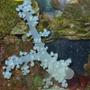 corals inverts - dendronephthya sp. - carnation tree coral stocking in 55 gallons tank - WHITE CARNATION