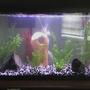 29 gallons freshwater fish tank (mostly fish and non-living decorations) - i no longer have this tank, I have recently purchased a 75 gallon =) pictures soon