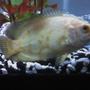 freshwater fish - astronotus ocellatus - albino oscar stocking in 29 gallons tank - my 5 inch albino tiger oscar "Martha" Almost has an "eye" on her tail, which isnt all that common with albinos