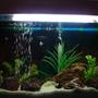 40 gallons freshwater fish tank (mostly fish and non-living decorations) - Good things come in small packages