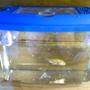 1 gallon freshwater fish tank (mostly fish and non-living decorations) - 1 Goldfish