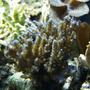 corals inverts - acropora sp. - branching acropora coral, blue stocking in 75 gallons tank - 2