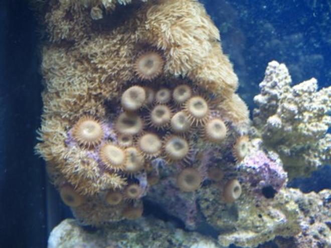 corals inverts - protopalythoa sp. - button polyps stocking in 75 gallons tank - 5