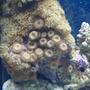corals inverts - protopalythoa sp. - button polyps stocking in 75 gallons tank - 5