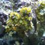 corals inverts - zoanthus sp. - green polyps stocking in 75 gallons tank - 7