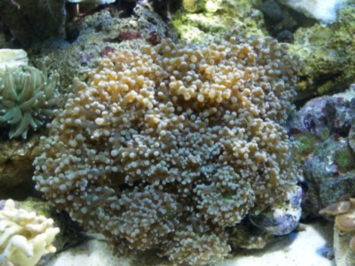 corals inverts - euphyllia paradivisa - frogspawn coral stocking in 75 gallons tank - 10