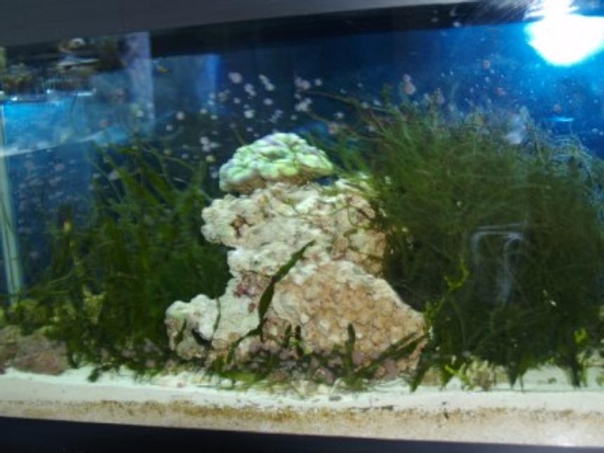 Rated #66: 75 Gallons Saltwater Fish Tank - refugium 30 gl