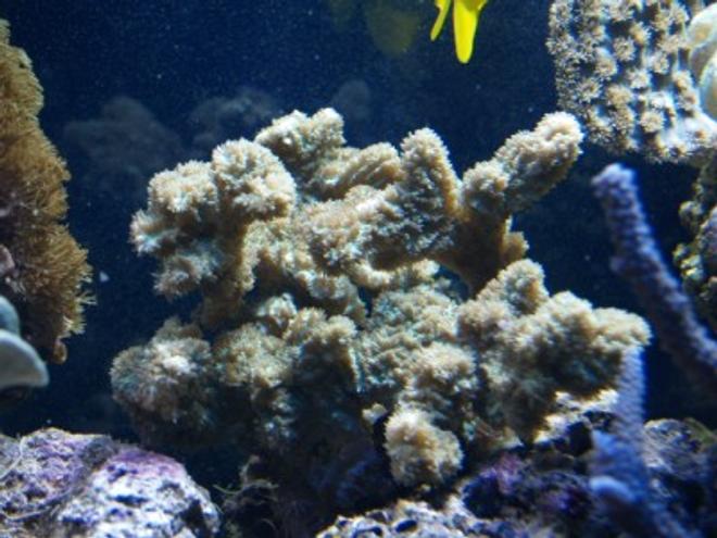 corals inverts stocking in 75 gallons tank - 16