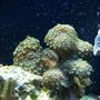 corals inverts - zoanthus sp. - colony polyp stocking in 75 gallons tank - 17