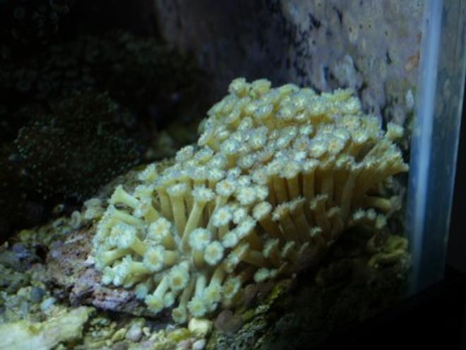 corals inverts - alveopora sp. - alveopora coral, branched stocking in 75 gallons tank - 19