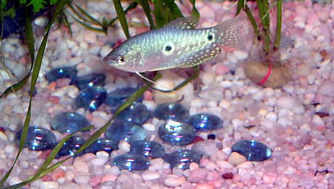 freshwater fish - trichogaster trichopterus - blue gourami stocking in 11 gallons tank - my 4'' moonlight gourami, keept in a well stablished community tank with (mistake?) 2 goldfish