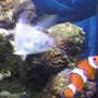 saltwater fish - amphiprion percula - true percula clownfish stocking in 55 gallons tank - pompano and clown fish