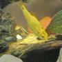 freshwater fish - puntius ticto - ticto barb stocking in 12 gallons tank - one of the golden barbs