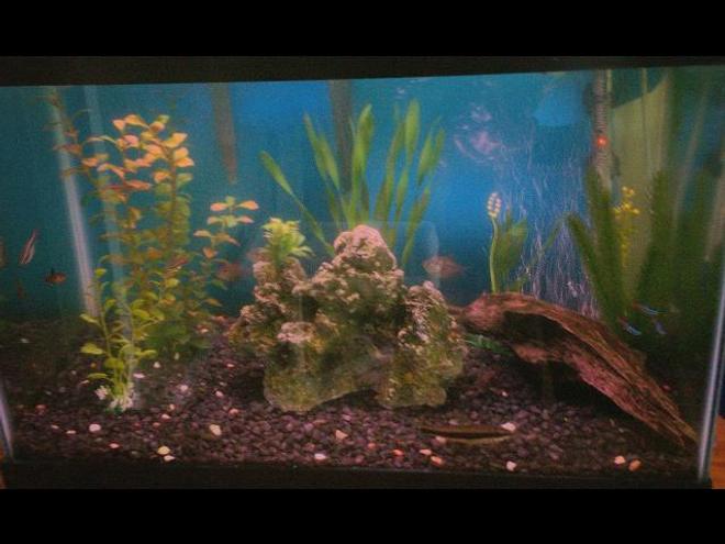 20 gallons freshwater fish tank (mostly fish and non-living decorations) - 2o gallon community tank