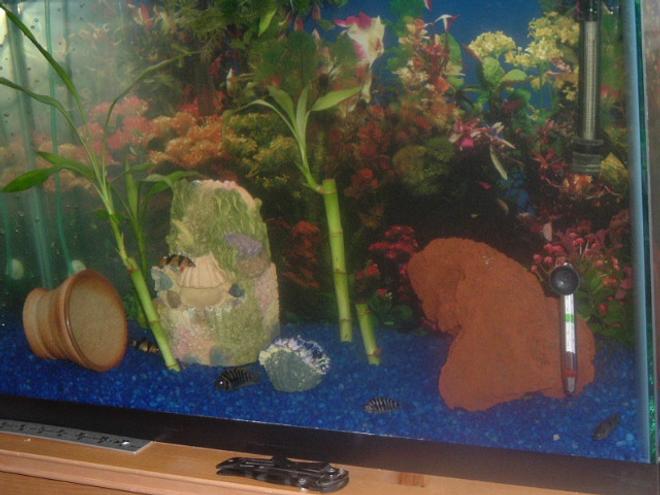 29 gallons freshwater fish tank (mostly fish and non-living decorations) - 3 Jewel and 2 Convict Cichlids, 3 Clown and 2 Dojo Loaches, 1 Synodontis Eupterus, & BP being quarantined- kept picking on albino oscar but doesn't mess with the cichlids @ all!  The 3" parrot feels right at home with all the 1" cichlids

Keep it simple or your cichlids will make it difficult for you.