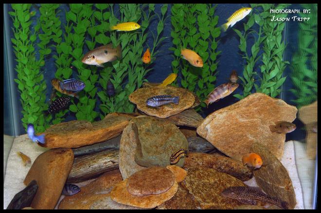 47 gallons freshwater fish tank (mostly fish and non-living decorations) - 47 Gallon African Cichlid Tank.
