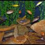 47 gallons freshwater fish tank (mostly fish and non-living decorations) - 47 Gallon African Cichlid Tank.