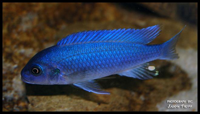 freshwater fish - pseudotropheus estherae - red zebra cichlid stocking in 47 gallons tank - Red Zebra African Cichlid