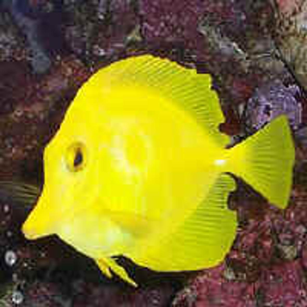 saltwater fish - zebrasoma flavescens - yellow tang - hawaii stocking in 29 gallons tank - My Yellow tang