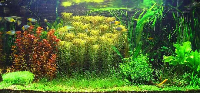 50 gallons planted tank (mostly live plants and fish) - Flora of Big Tank as at 8 June 2006:
Vals, Jungle (Vallisneria gigantea)
Green Temple Narrow (Hygro corombosa)
Eusteralis (Eusteralis stellata)
Anubias barteri var. nana
Spatterdock (Nuphar Japonica)
Sag, Dwarf Subulata (Sagittaria subulata)
Bolbitis heudelotii
Cyperus helferi (Cyperus helferi)
Cryptocoryne wendtii ''brown''
Giant Red Rotala (Rotala macrandra)
Echinodorus 'Rubin'
Echinodorus uruguayensis
Pearl Grass (Hemianthus micranthemoides)
Aponogeton ulvaceus
Blyxa japonica
Dwarf Hairgrass (Eleocharis parvula) 
Vallisneria americana 'Mini twister'
Glossostigma elatinoides 
Crystalwort (Riccia fluitans) 
Eleocharis vivipara