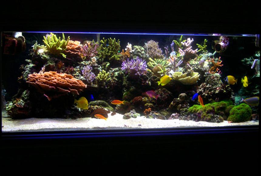 Rated #17: 225 Gallons Reef Tank - Main Tank: 225gl Starphire (60Lx36Wx24H) Euro-Braced Reef Tank 

Water Movement: TUNZE 6100 Stream, SEIO 1500, One Aquaclear 270 Powerhead   

Main Pump: Sequence DART  

Skimmer:  Deltec AP851 

Calcium Reactor: GEO Calcium Reactor 

Main Lighting: Two 250 watt Metal Halide housed in Lumenarc III Reflectors 
Bulbs: Two XM 10K 250 Watt SE - Three 140 watt VHO (Two Uri Actinic, One Actinic White)
Ballasts: Two Hellolights ARO PRO Series Ballasts M58
Sump: 45gl sump, 4 cups of carbon changed every month. Small Refugium in sump.
Top Off: Tank is topped off with Kalkwasser using a Deltec KM500 Kalk Stirrer

 
Water Parameters:
	Calcium: ~ 400 PPM
	Alkalinity: ~ 7.5dKH
	Specific Gravity: ~1.026
	pH: ~ 8.23
	Temperature:~ 77.4 - 79.0
	Nitrate: Undetectable
	Phosphate: Undetectable