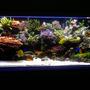 225 gallons reef tank (mostly live coral and fish) - Main Tank: 225gl Starphire (60Lx36Wx24H) Euro-Braced Reef Tank Water Movement: TUNZE 6100 Stream, SEIO 1500, One Aquaclear 270 Powerhead Main Pump: Sequence DART Skimmer: Deltec AP851 Calcium Reactor: GEO Calcium Reactor Main Lighting: Two 250 watt Metal Halide housed in Lumenarc III Reflectors Bulbs: Two XM 10K 250 Watt SE - Three 140 watt VHO (Two Uri Actinic, One Actinic White) Ballasts: Two Hellolights ARO PRO Series Ballasts M58 Sump: 45gl sump, 4 cups of carbon changed every month. Small Refugium in sump. Top Off: Tank is topped off with Kalkwasser using a Deltec KM500 Kalk Stirrer Water Parameters: Calcium: ~ 400 PPM Alkalinity: ~ 7.5dKH Specific Gravity: ~1.026 pH: ~ 8.23 Temperature:~ 77.4 - 79.0 Nitrate: Undetectable Phosphate: Undetectable