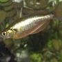 freshwater fish - glossolepis incisis - red irian rainbow stocking in 55 gallons tank - RED IRIAN RAINBOW