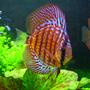 freshwater fish - symphysodon spp. - red turquoise discus stocking in 46 gallons tank - "Max" - Red Spotted Green Discus - 2.5"