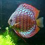 freshwater fish - symphysodon spp. - red turquoise discus stocking in 46 gallons tank - "Big Bertha" - Red Spotted Green Discus - 3.5"