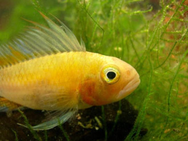 freshwater fish - apistogramma cacatuoides - orange cockatoo cichlid stocking in 46 gallons tank - Apistogramma Cacatuoides - Yellow Triple Red Male