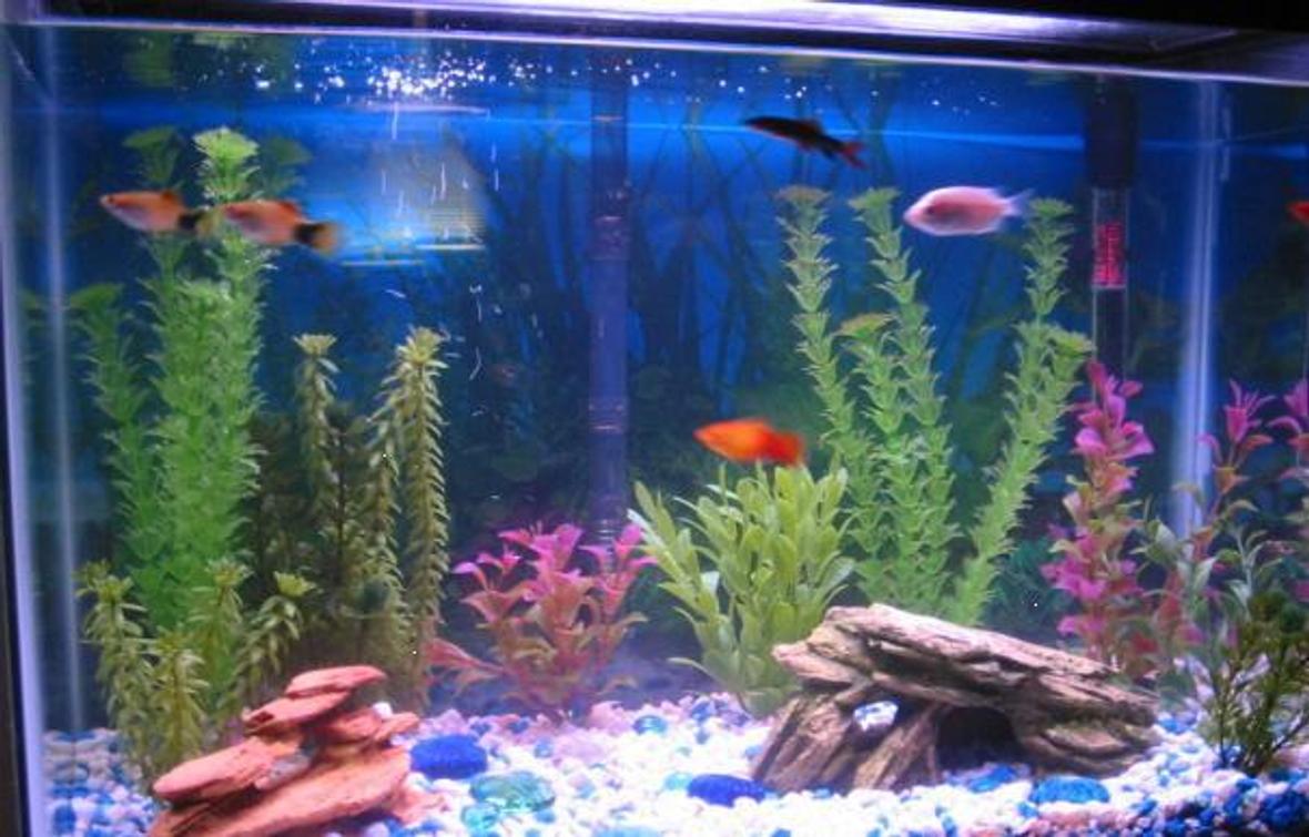 20 gallons freshwater fish tank (mostly fish and non-living decorations) - 20 Gal Tank
